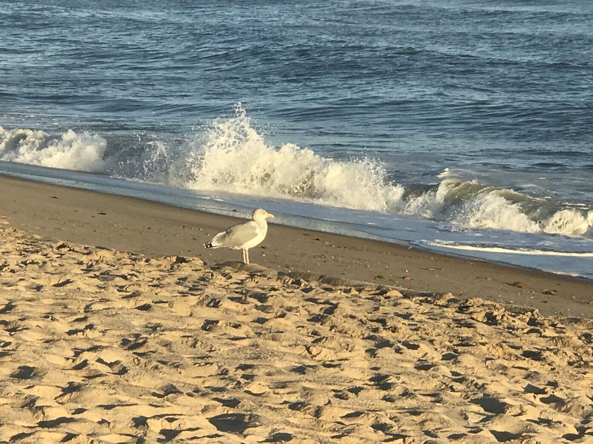 Ocean Surf Resort Montauk Kültér fotó